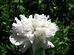 китайский цветок пион