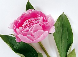 риолис розовые пионы