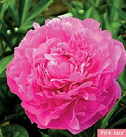 фото розовых пионов