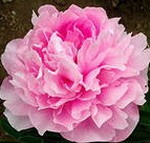 пион carnation bouquet
