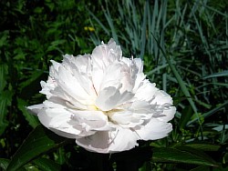 пион gardenia
