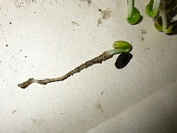 выращивание расторопши волгодонск
