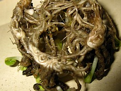 выращивание расторопши яхрома