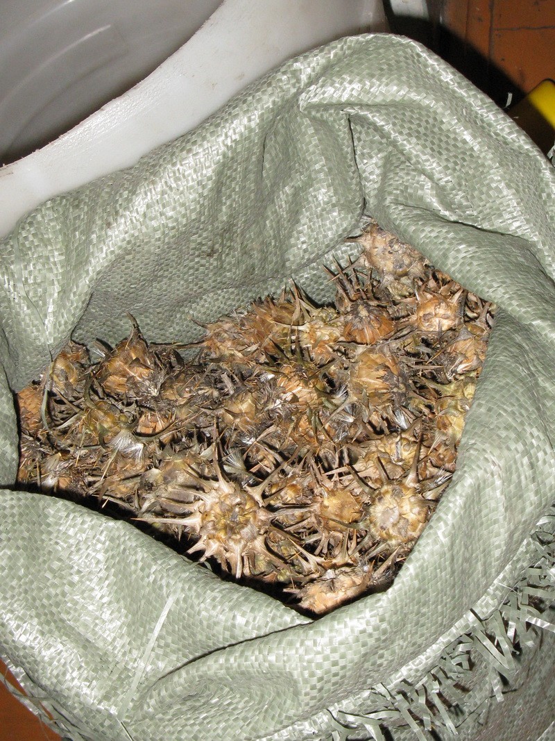 выращивание расторопши комсомольск-на-амуре