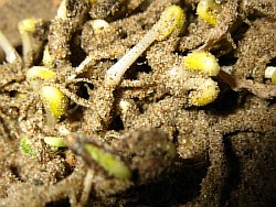 выращивание расторопши климовск